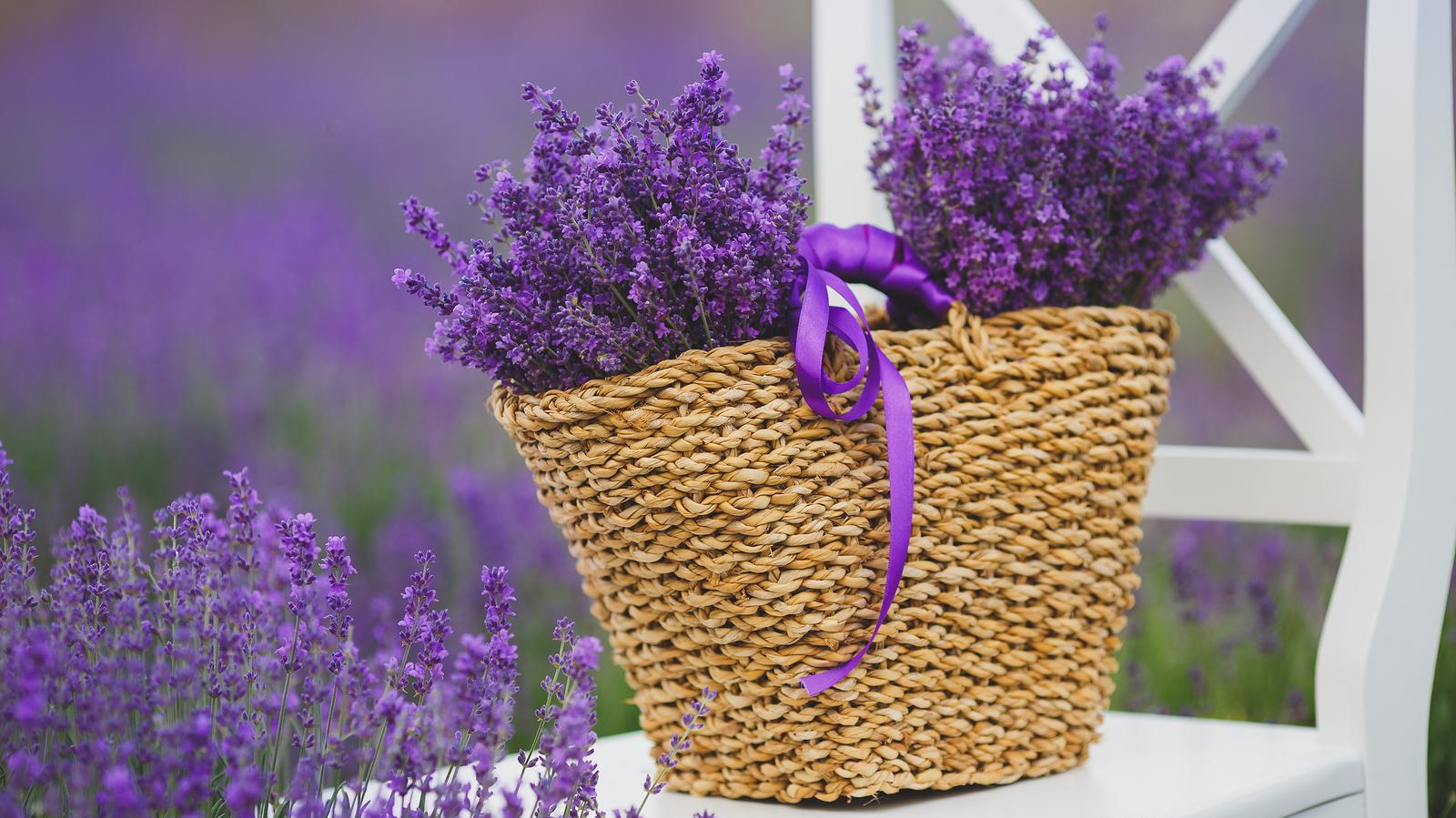 Lavendel-Ätherisches Öl | Bei welchen Gesundheitsproblemen kann es angewendet werden?