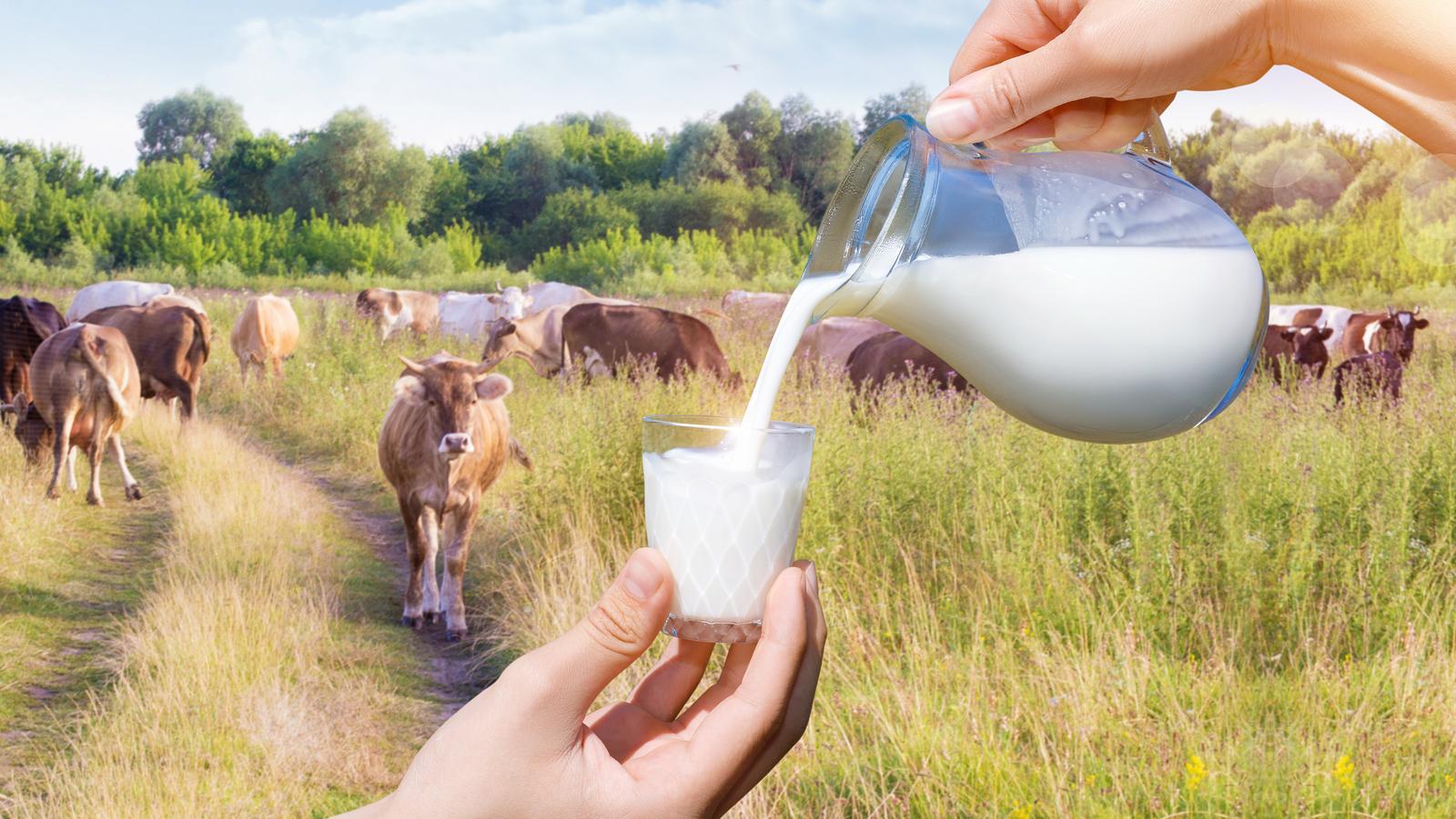 Kolostrum unterstützt das Immunsystem