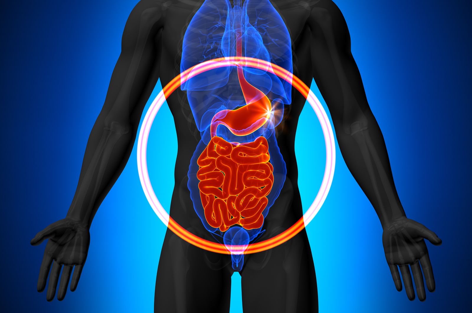 Eine gute Verdauung ist die halbe Gesundheit