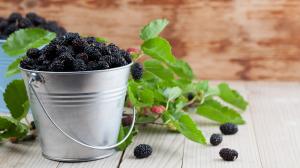 Heilende Brombeeren