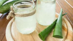 Aloe Vera, die heilende Pflanze