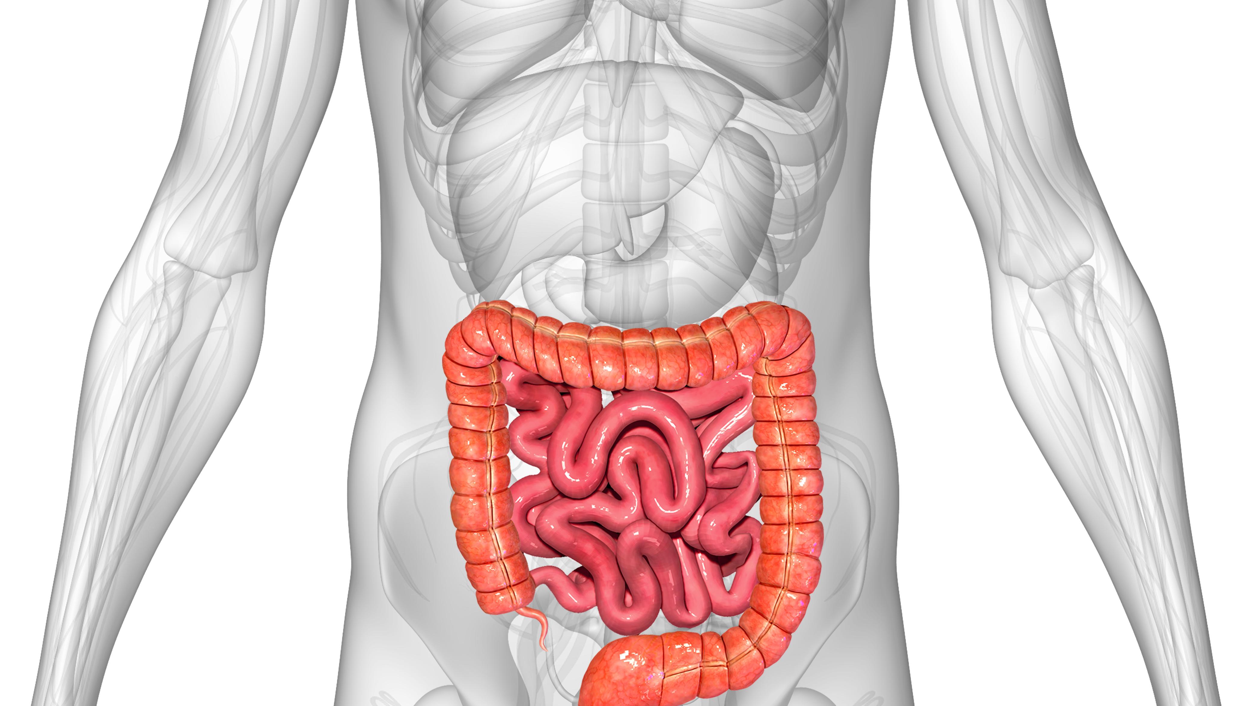 Mit Probiotika kann Crohn-Krankheit effektiver behandelt werden