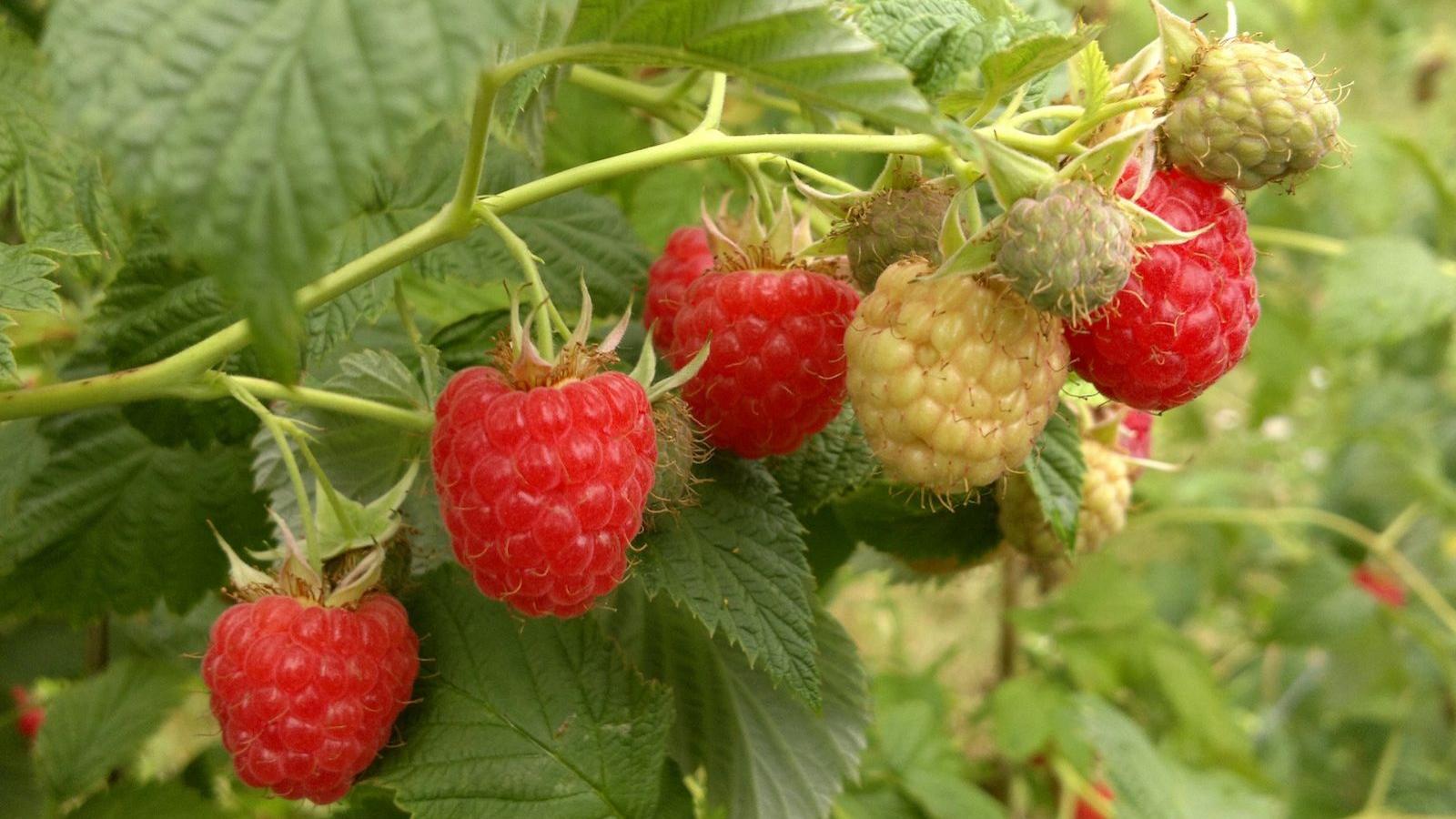 Himbeerblätter-hilfreich für Frauen