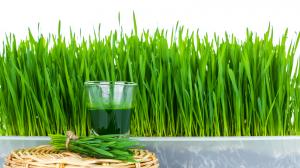 Weizengrassaft: stärkt das Immunsystem, lindert Entzündungen, wirkt gegen Verdauungsbeschwerden