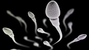 Pfeilgift kann die Spermien blockieren