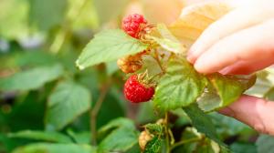 Himbeerblättertee wirkt aufgrund seines Tanningehaltes desinfizierend