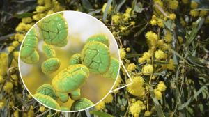 Die besten Methoden gegen Pollenallergie - alle aus der Natur